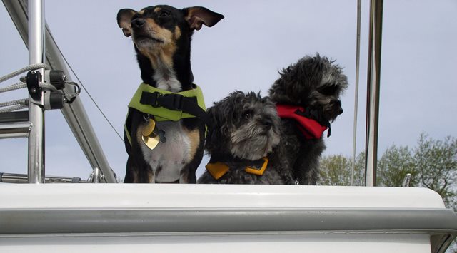 Our Travelling Companions: Honu (Chihuahua/Poodle) Kona (Chihuahua/Poodle) Chico )Chihuahua/Rat Terrier.
They are 8,8 and 6 years old.